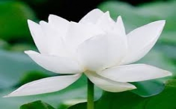 Thương yêu và tôn trọng